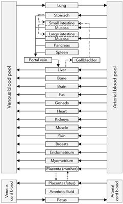 Mechanistic Coupling of a Novel in silico Cotyledon Perfusion Model and a Physiologically Based Pharmacokinetic Model to Predict Fetal Acetaminophen Pharmacokinetics at Delivery